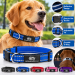 reflective blue collar golden retriever advertisement
